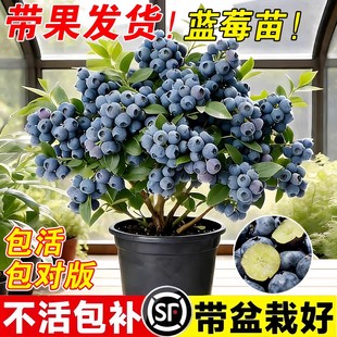 蓝莓树果苗盆栽特大号室内外蓝梅苗地栽阳台四季南北方种植果树