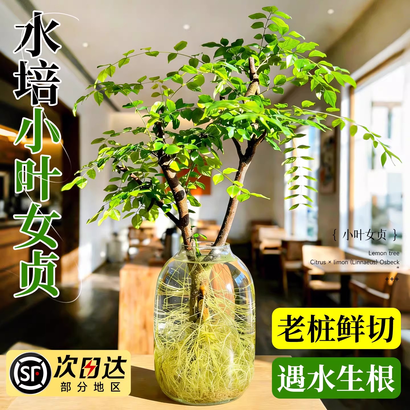 小叶女贞水培鲜切枝老桩造型室内绿植办公室插花四季好养易活招财