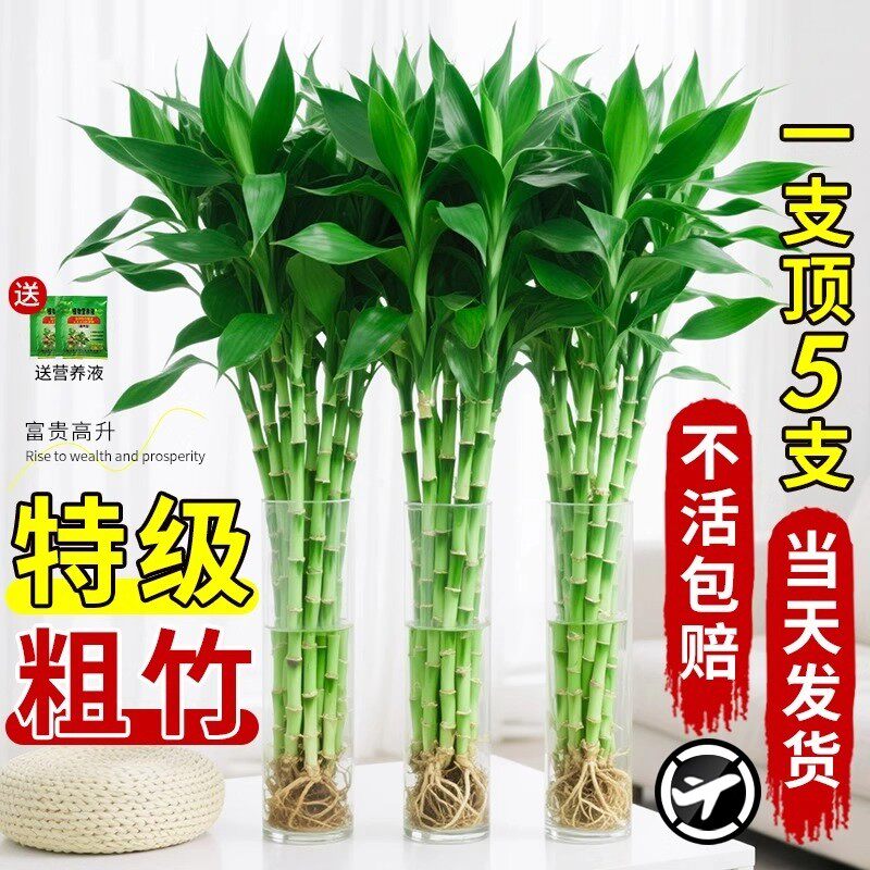 富贵竹水培植物水养竹带根客厅绿植竹子粗壮盆栽室内室内盆栽观叶