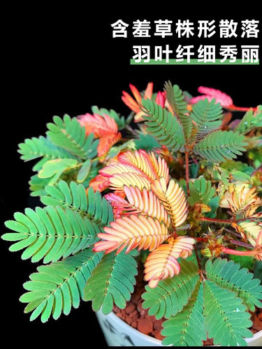 彩虹含羞草小盆栽幼儿园学校室内趣味花卉四季常青害羞草阳台植物