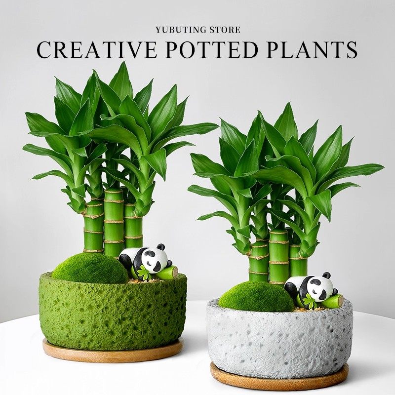 文昌竹富贵竹小盆栽办公室桌面绿植盆栽室内招财竹子节节高发财树