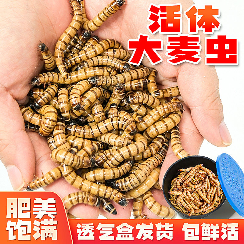 活虫大麦虫面包虫乌龟仓鼠黄粉虫观赏鱼鸟食宠物饲料钓鱼活体虫子