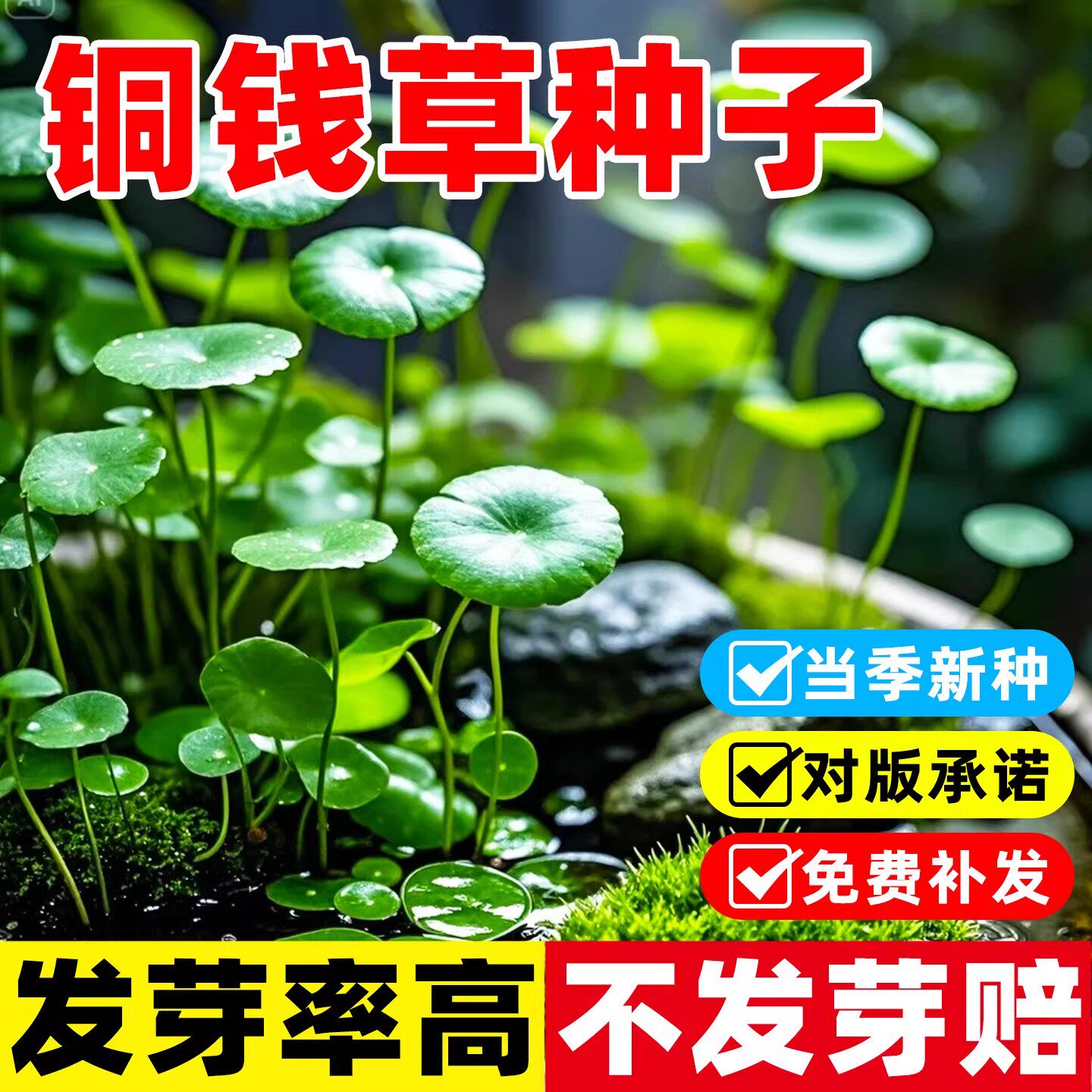 大叶铜钱草种子水生植物水培精品水养带叶客厅办公室内外绿植盆栽