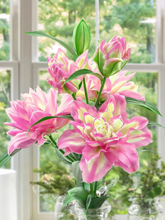 重瓣香水百合花种球好养活花苗花卉植物阳台盆栽百合球根种植根苗