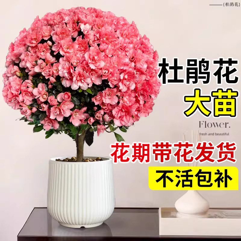 杜鹃花盆栽花卉植物室内阳台四季客厅鲜花带花苞树苗绿植好养易活