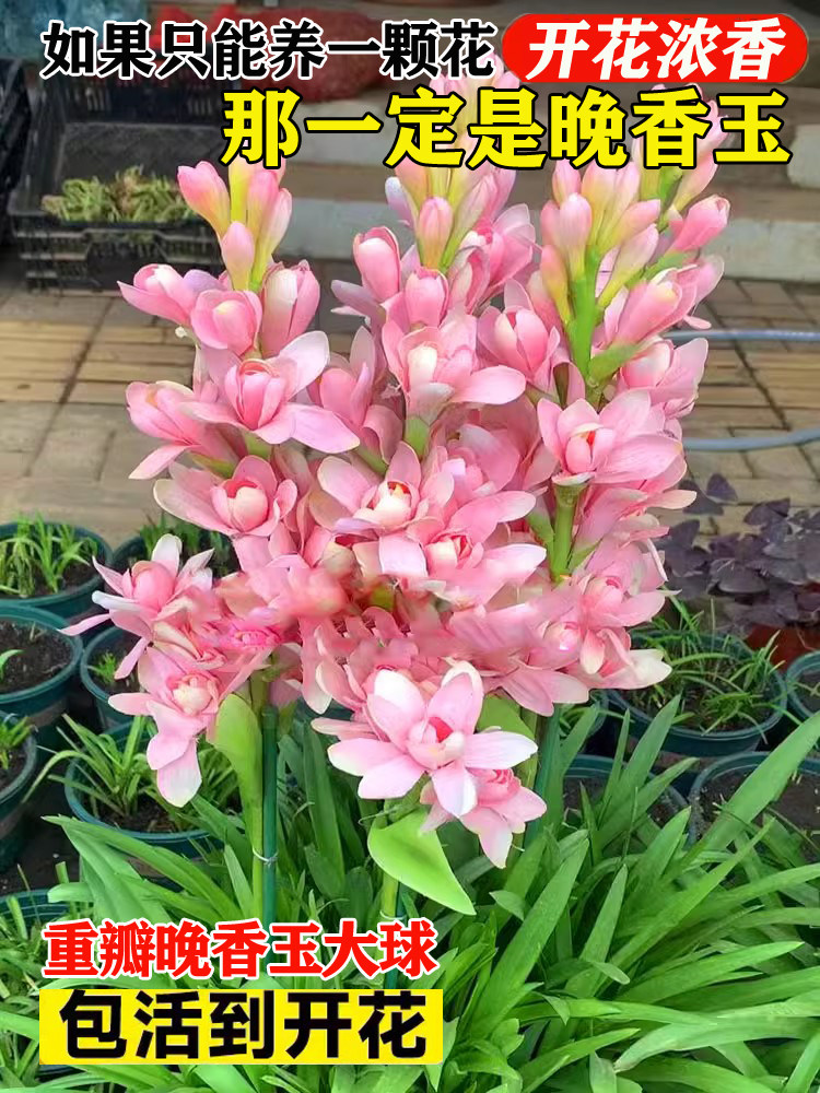 晚香玉种球重瓣大花球根夜来香浓香型多年生切花庭院阳台盆栽花卉