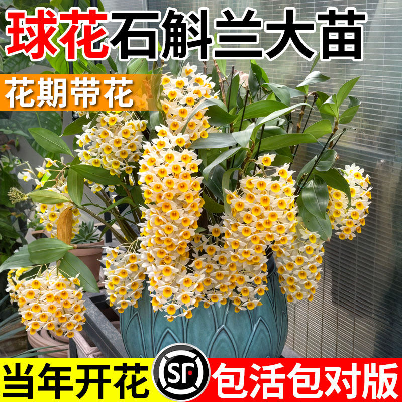 球花石斛大苗石斛盆栽带花洋兰花室内窗阳台绿植寄生吊兰带根花卉