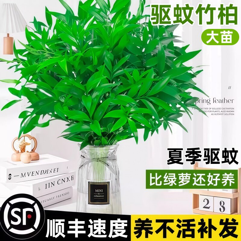 驱蚊竹柏水培植物大颗室内水养绿植花卉盆栽办公室桌面驱蚊草好养