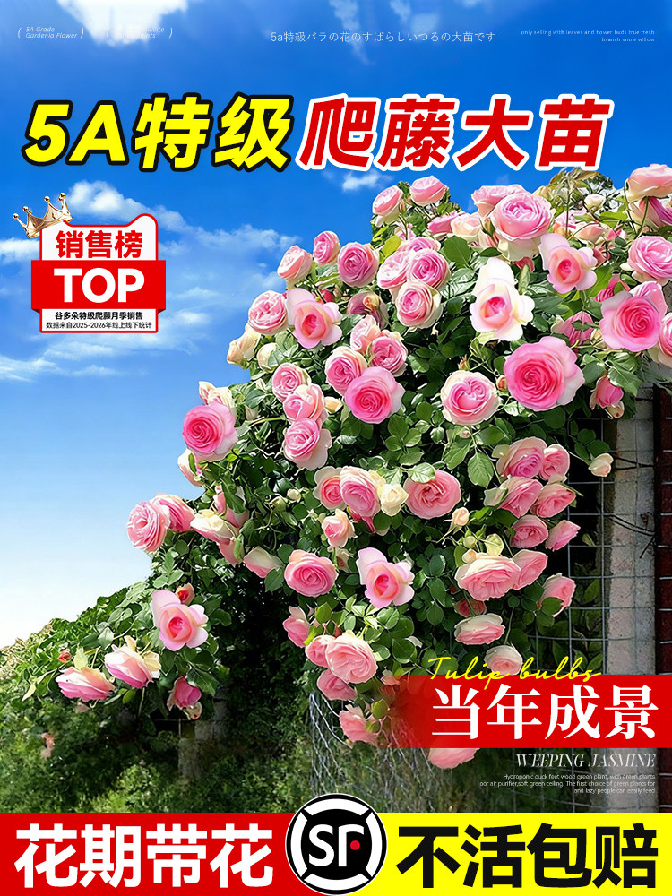 蔷薇花苗爬藤月季花卉植物盆栽特大苗室外庭院爬墙玫瑰花好养树苗