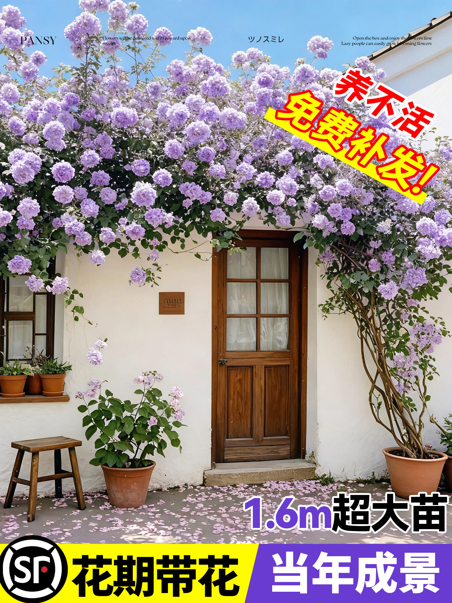 蔷薇花苗藤本月季花树大苗庭院阳台爬藤植物花卉爬墙玫瑰多季开花