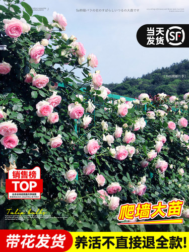 爬藤月季绿植庭院阳台浓香花卉爬墙大苗蔷薇木香四季好养玫瑰盆栽