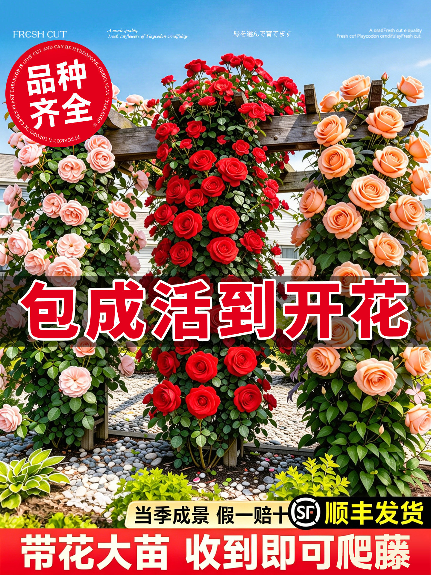 1米8母系大苗月季花苗爬藤藤本蔷薇爬藤植物室外四季花卉盆栽开花
