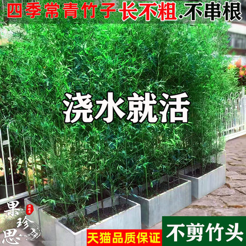 不剪头景观罗汉竹葫芦竹密节算盘竹耐寒竹子苗庭院竹苗四季青盆栽