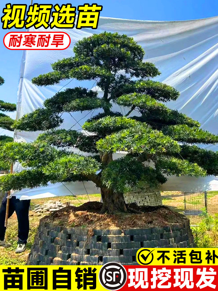 罗汉松庭院造型树盆景小叶雀舌室外庭院地栽盆栽大树桩名贵绿化苗
