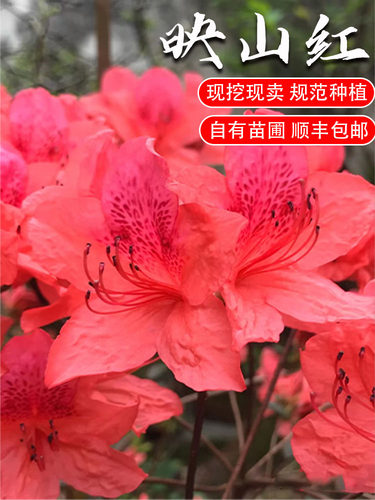 映山红树桩老桩高山杜鹃花D栽映山红熟桩真花室内花卉盆景庭院地