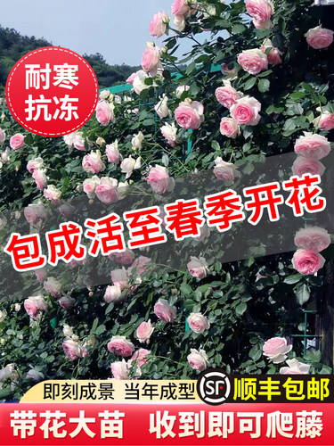 藤本月季花苗特大花庭院植物玫瑰花卉盆栽浓香阳台蔷薇爬藤多季开