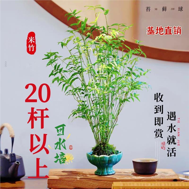 米竹绿植水培苔藓球竹子水养植物室内盆栽观音竹观赏微景观盆景