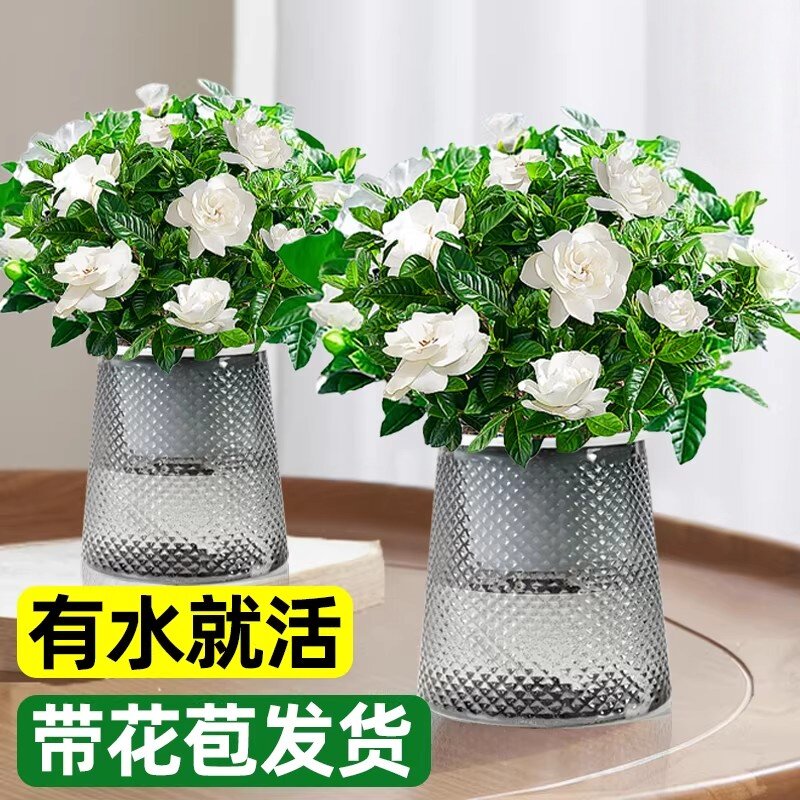 水培植物栀子花盆栽四季开花带花苞室内好养茉莉花卉九里香绿植物