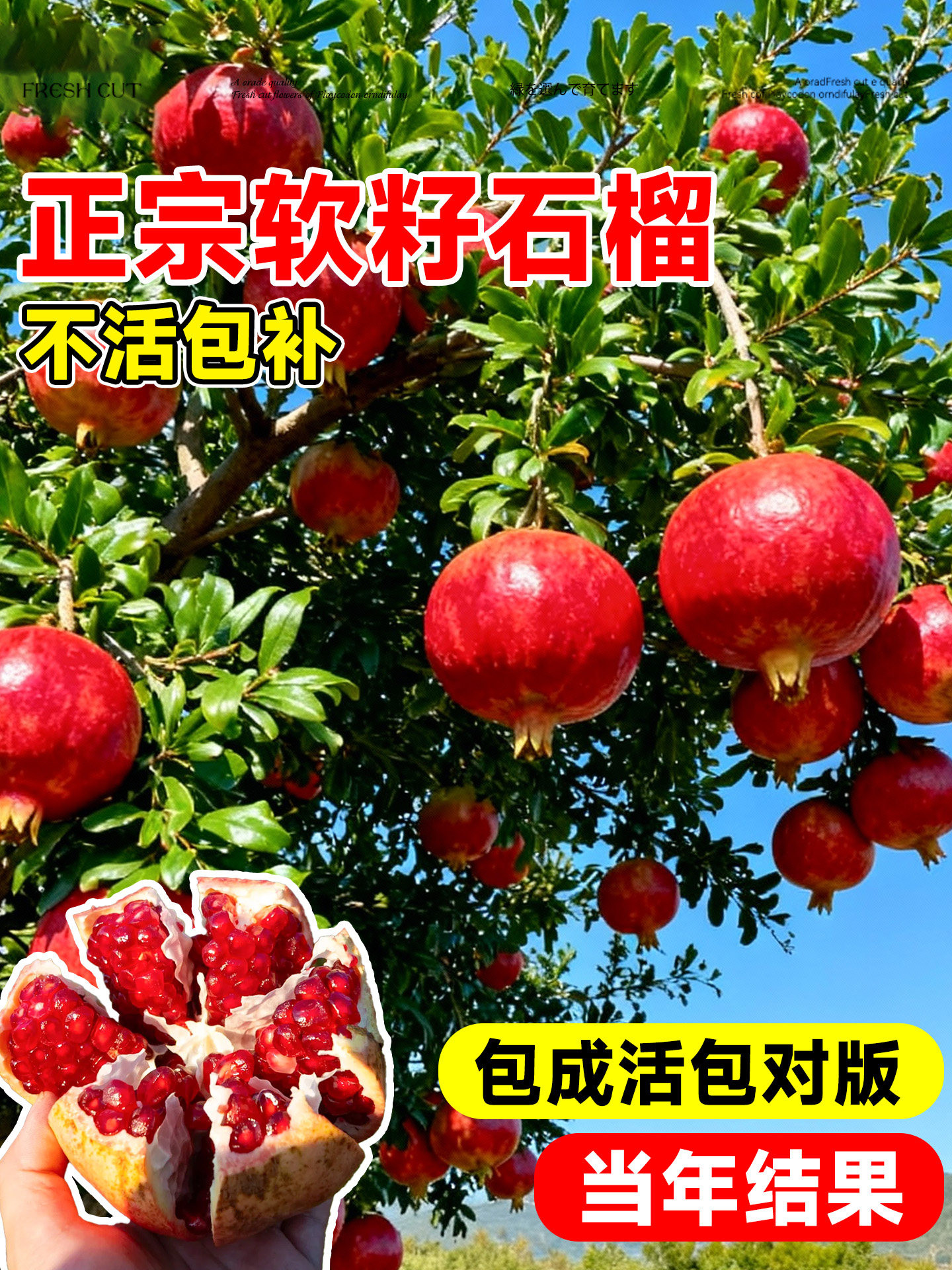 石榴树树苗庭院果树带叶发货老桩突尼斯软籽无籽蒙阳红石榴盆栽
