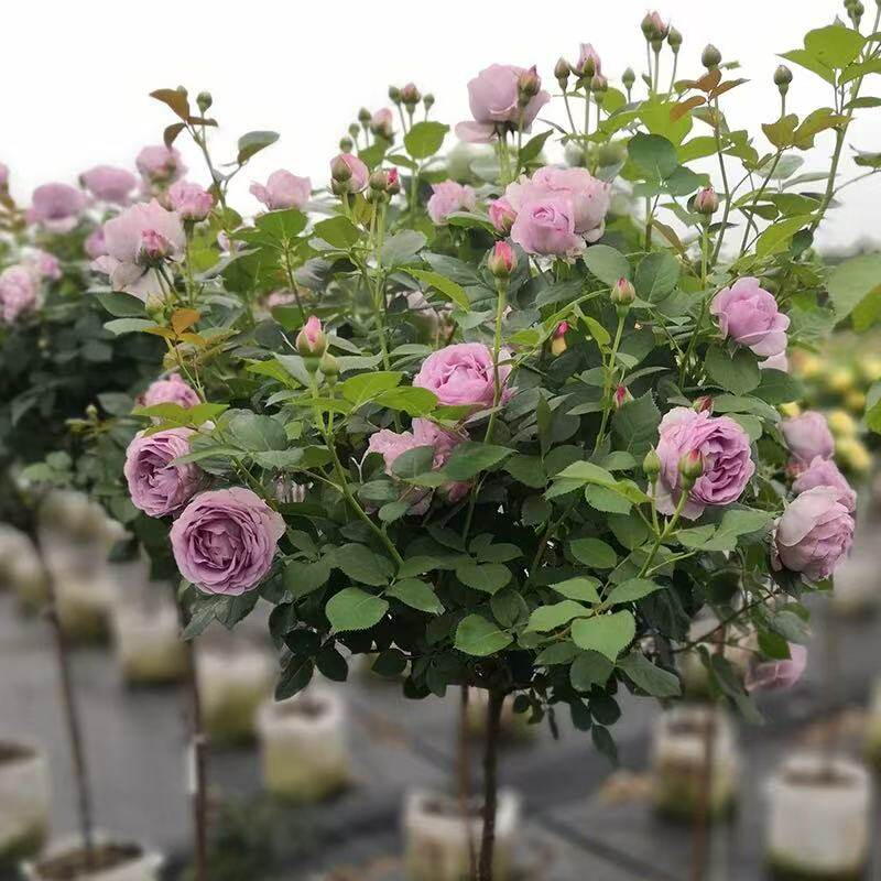 嫁接棒棒糖月季花苗四季阳台庭院树桩月季花苗室内外盆栽地栽花卉