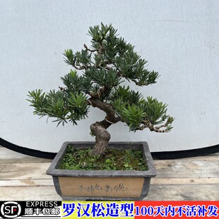 罗汉松树苗庭院大型盆景造型树苗正宗罗汉松迎客矮霸老桩盆栽绿植