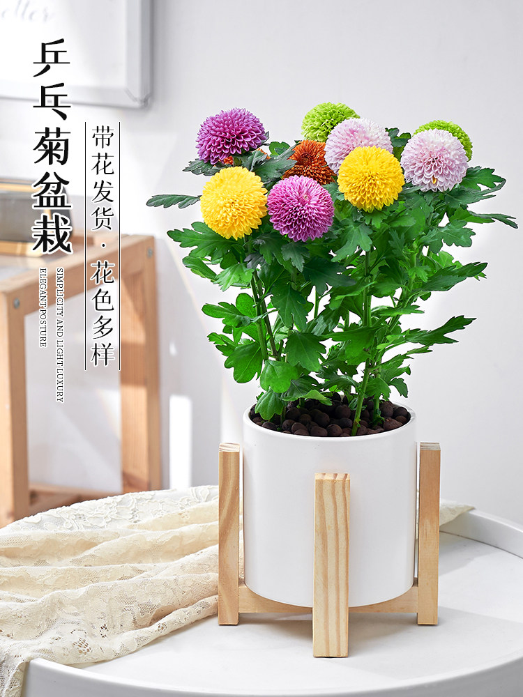 混色乒乓菊盆栽彩色多色菊花带花苞植物办公室内阳台花卉四季好养