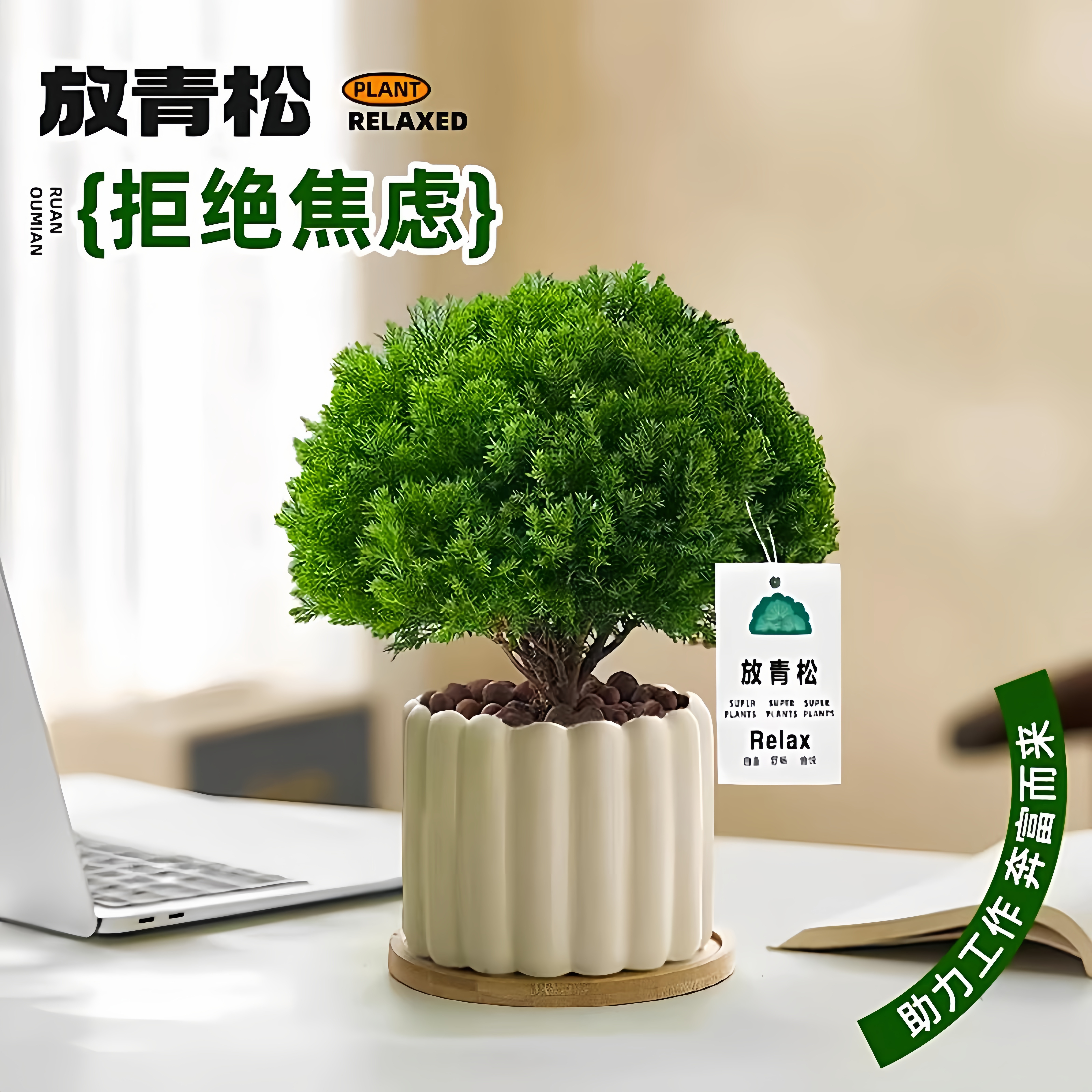 放青松绿植雾松室内小盆栽雾凇办公室桌面放轻松植物摆件四季好养