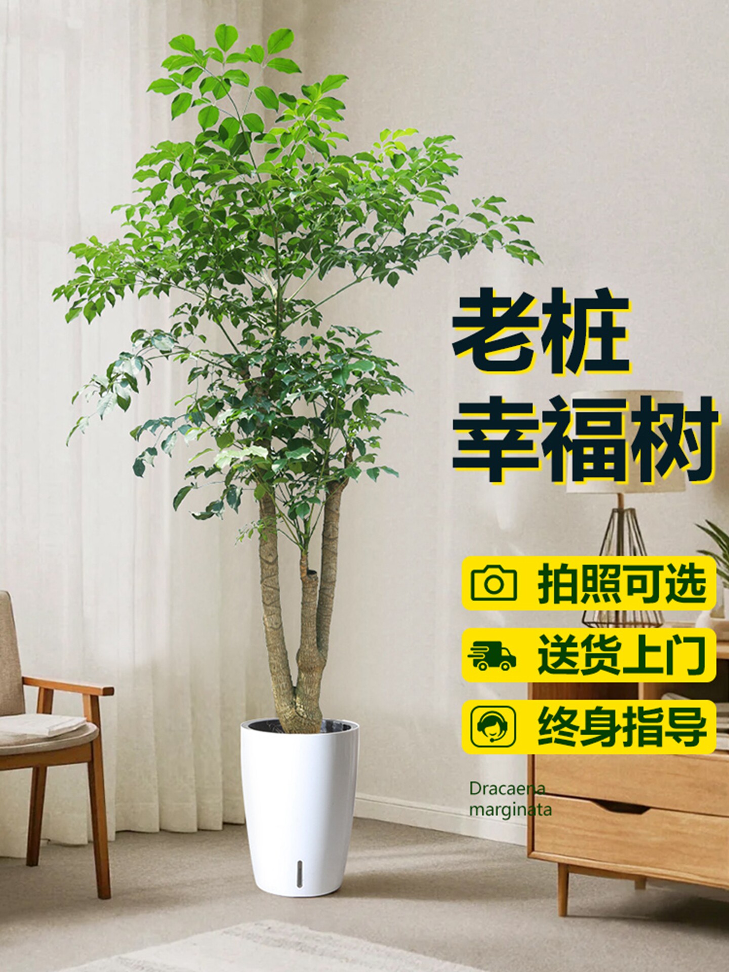幸福树客厅大盆栽幌伞枫绿植高级感室内大型植物高端大气上档次