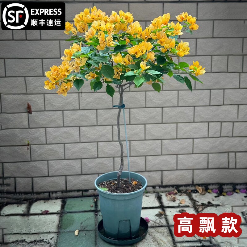 爬藤三角梅大苗高飘原生加州黄高杆飘枝老桩室内盆栽庭院勤花耐热