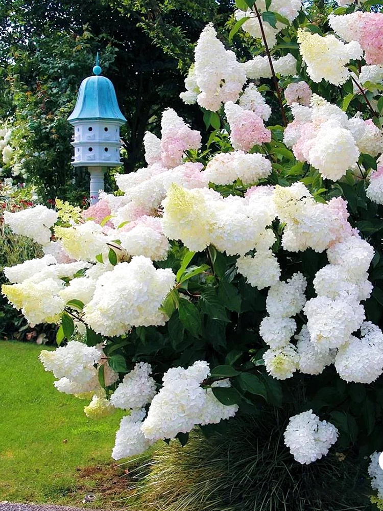 圆锥绣球香草草莓花苗石灰灯绣球花耐寒耐晒花卉夏日美人盆栽植物