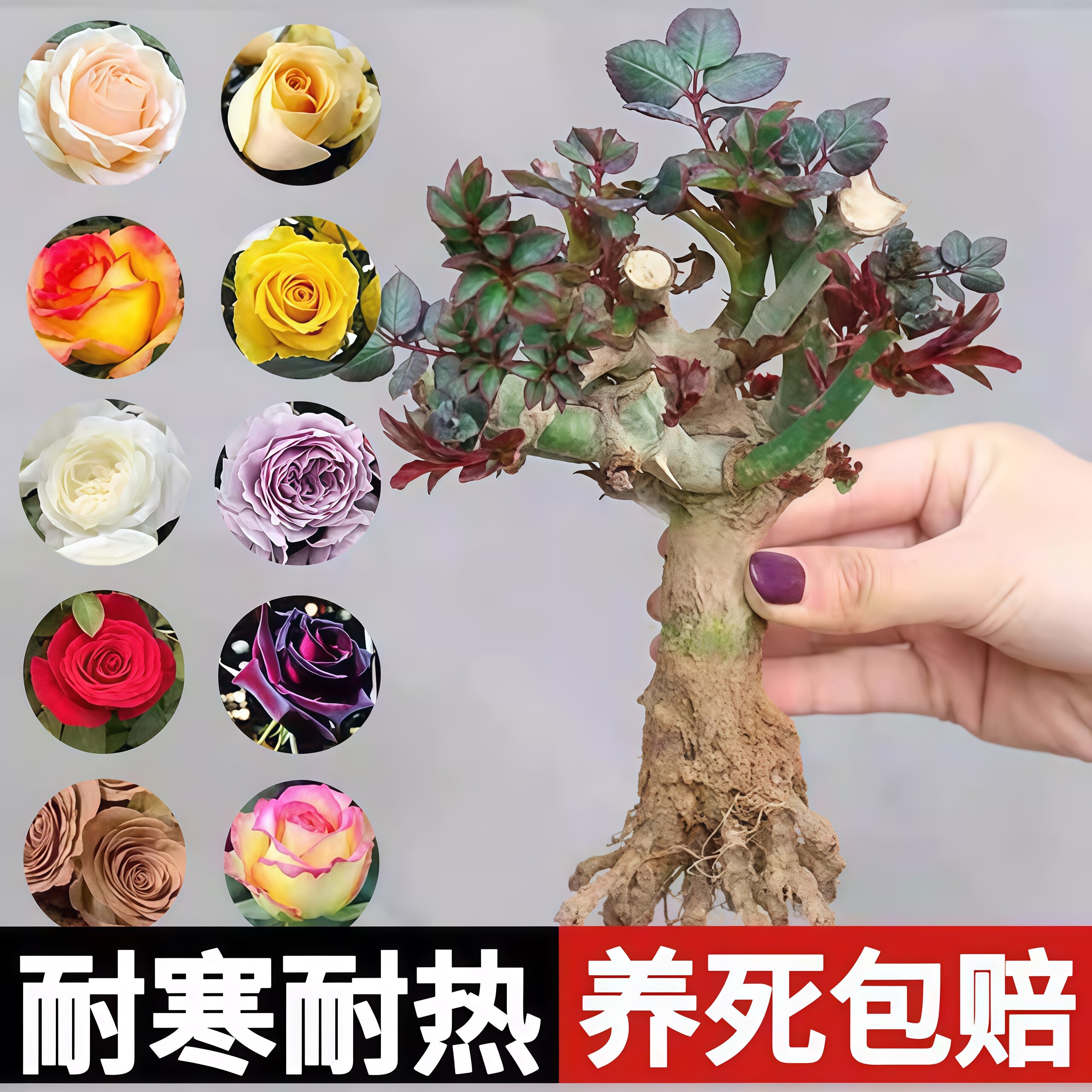 玫瑰花树苗老桩月季花苗灌木大花盆栽室内外开 特大花浓香老根绿图片
