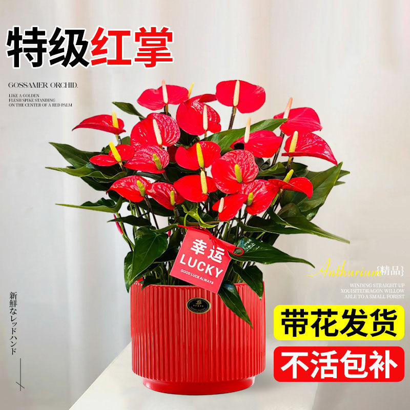 特级红掌盆栽带花大盆一帆风顺绿植年宵花卉室内桌面好养四季开花