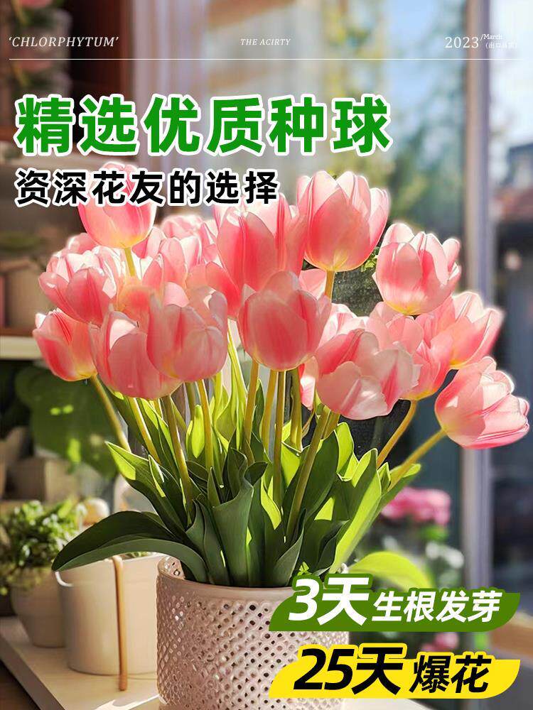 郁金香种球盆栽重瓣五度球百合风信子室内外耐寒花卉植物大全好养
