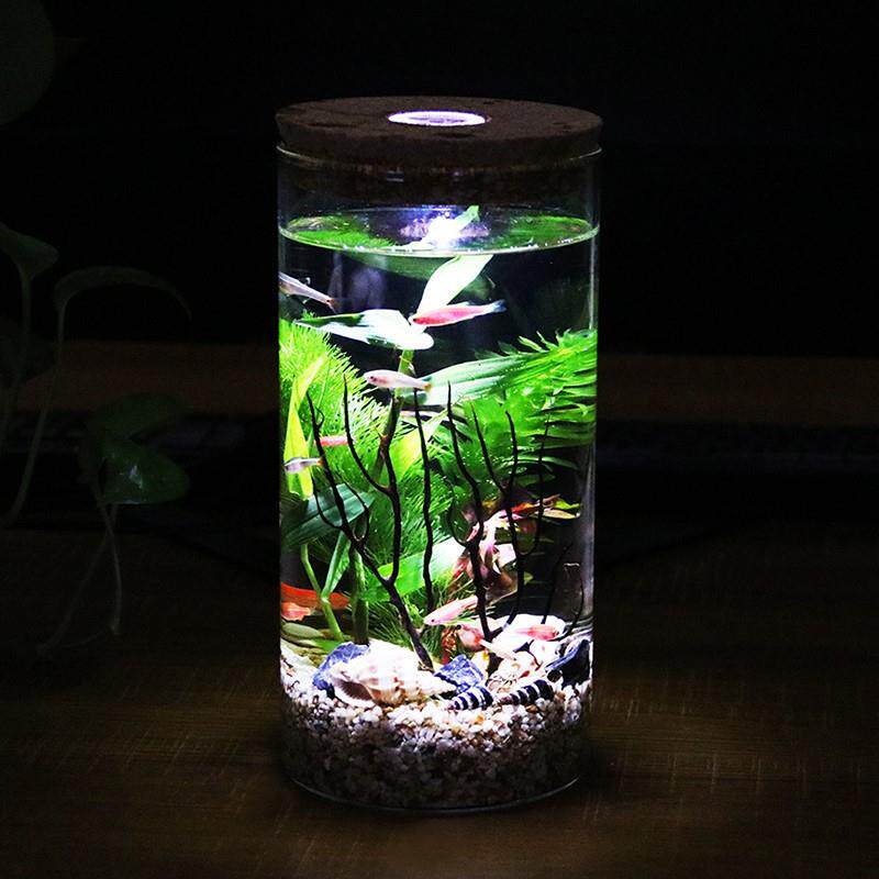 初中生物生态瓶五年级学生diy科学作业 海藻球微景观玻璃瓶盆栽图片