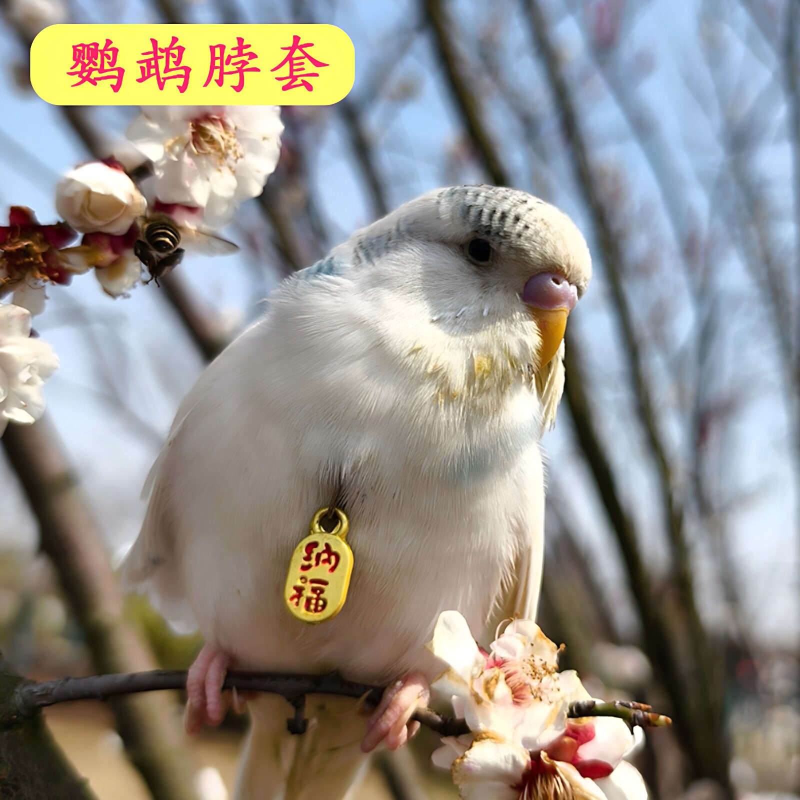 【热卖推荐】鹦鹉牵引绳脖套超轻链子鸟脖圈放飞绳吊坠外出带虎皮