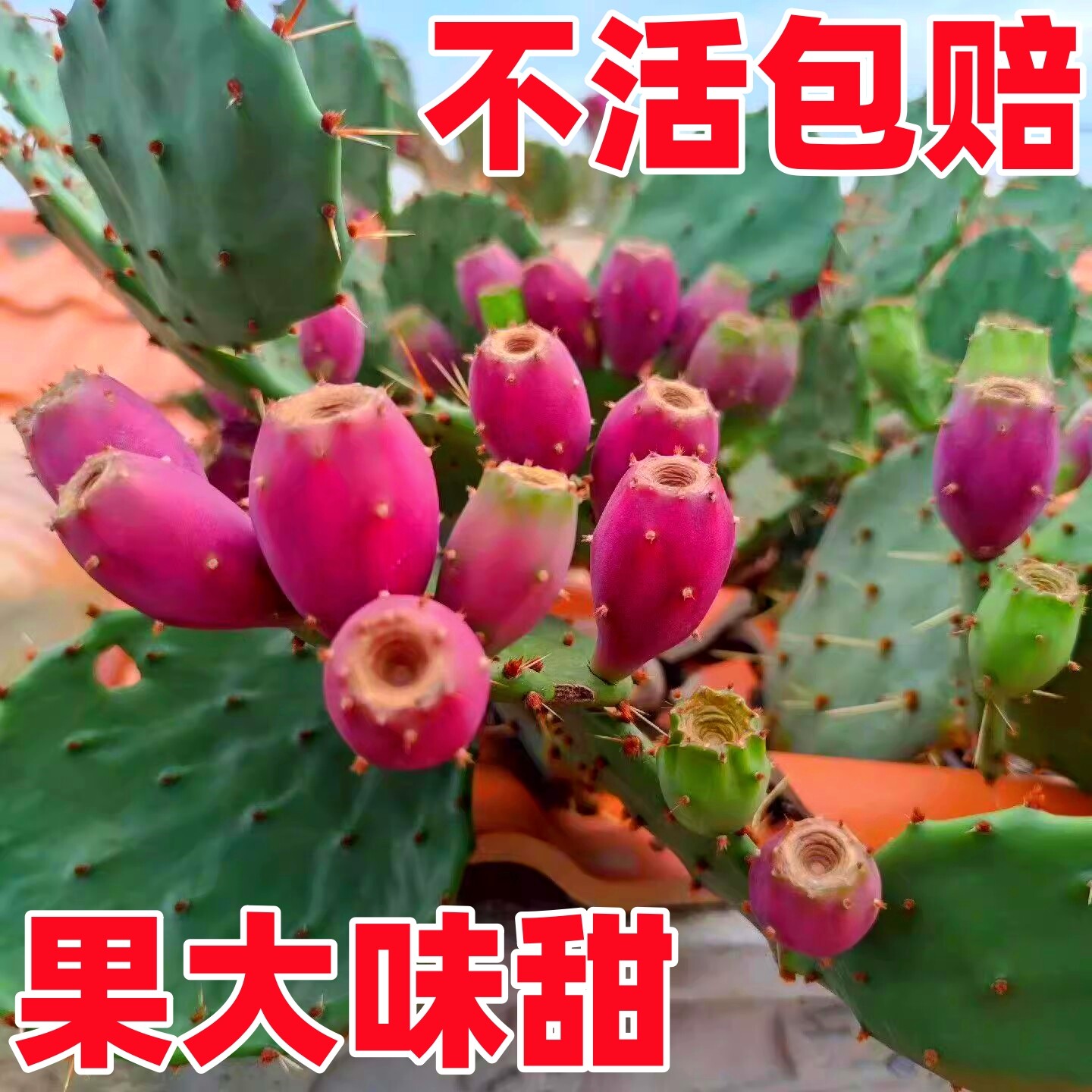 新疆包邮开花结果可食用仙人掌虎头团扇仙人掌耐热耐寒耐旱好养室