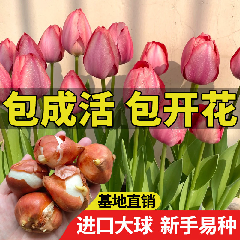 10颗郁金香水培套装耐寒种植开花阳台桌面植物百合风信子花卉