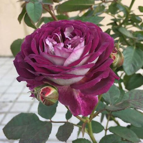 合唱团月季花苗特大花浓香暗紫色灌木丰花玫瑰苗盆栽