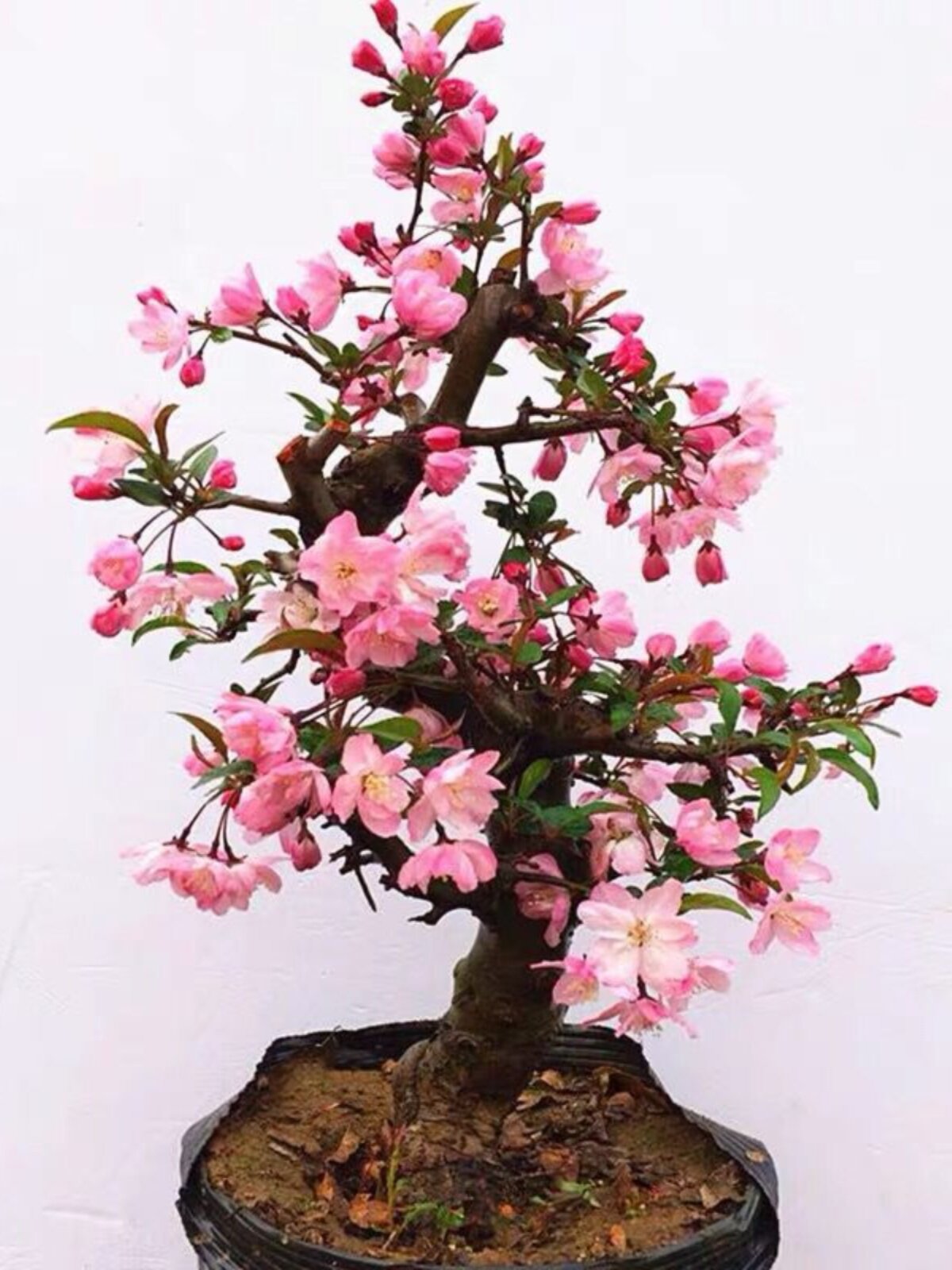 垂丝海棠盆栽植物室外好养植物老桩海棠花盆景树苗冬季耐寒花卉