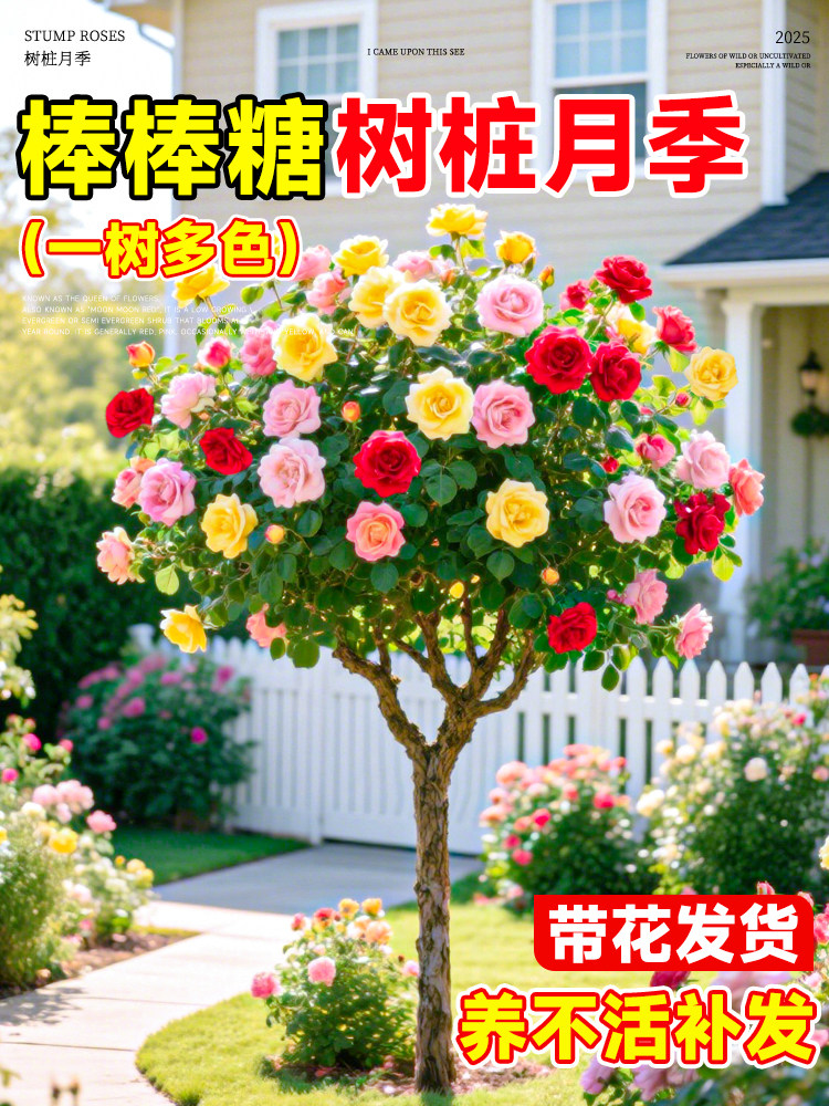 棒棒糖月季树桩月季花苗庭院多季开花植物盆栽特大玫瑰花树苗老桩
