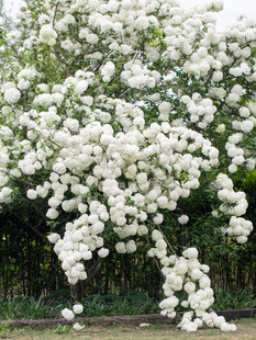 海蒂的花园中华木绣球斗球大苗欧洲木绣球花卉盆栽庭院花卉植物