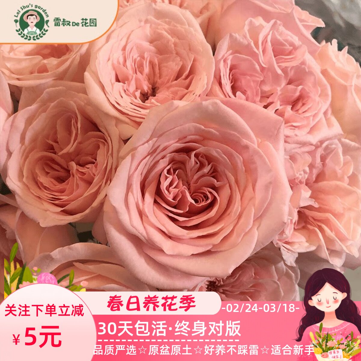 雷叔的花园粉荔枝月季玫瑰花苗爬藤月季盆栽四季开花浓香粉色切花