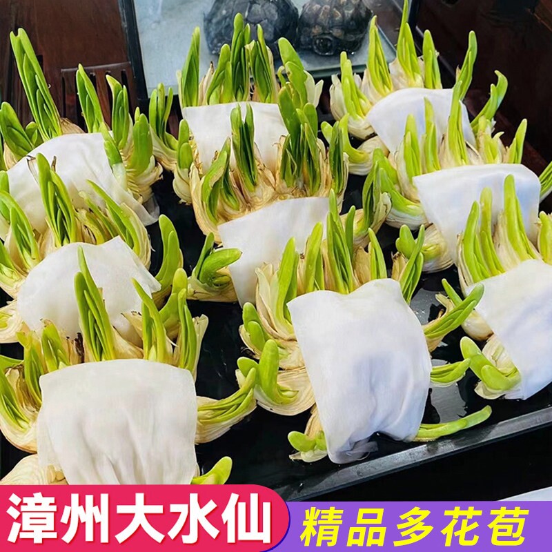 漳州水仙花种球已雕刻好带花苞单复瓣年宵花卉盆栽水培植物易种活