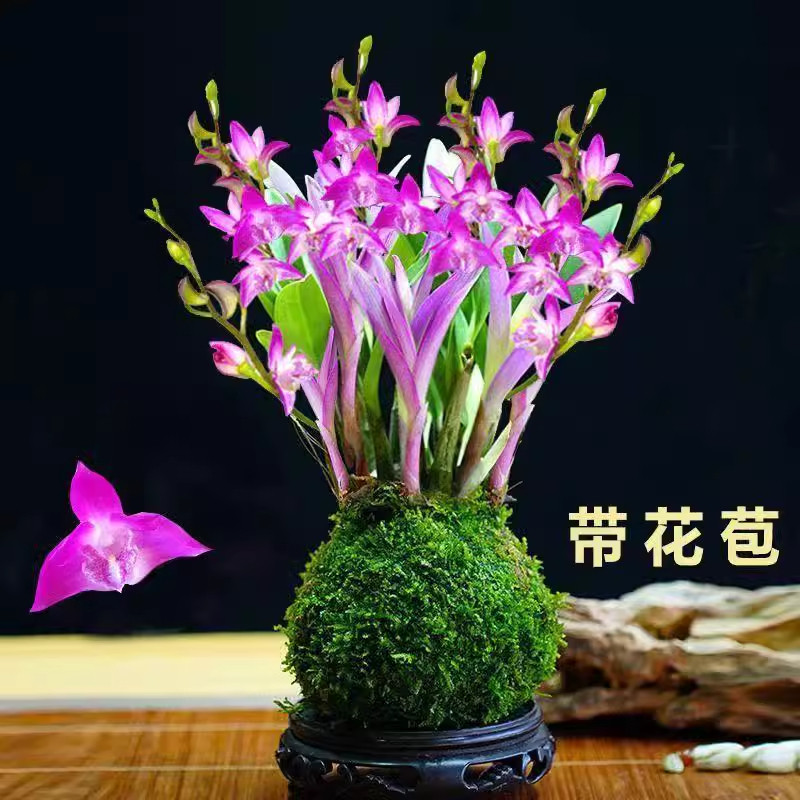 新品七彩香水石斛兰现带花苞水培开花浓香室内桌面绿植盆栽景花卉
