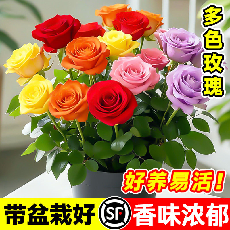 多色嫁接玫瑰花盆栽带花苞室内阳台月季花苗四季耐寒植物好养易活