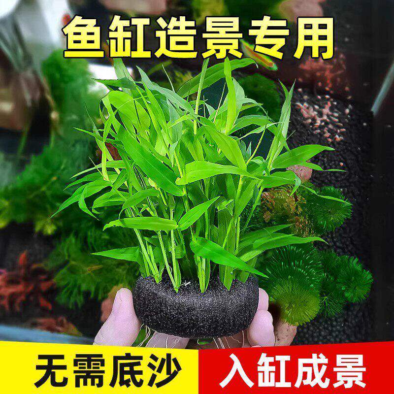 南美青竹水草鱼缸专用造景植物净化水质养鱼增氧水培制氧和鱼共养