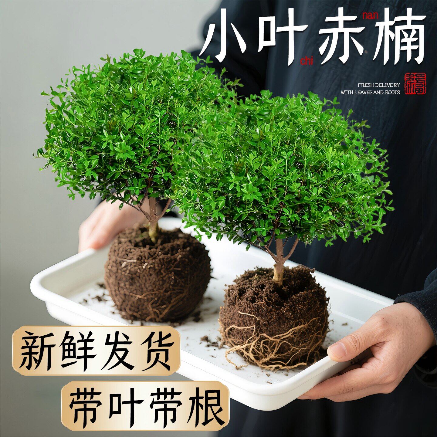 小叶赤楠老桩树苗紫檀微景观办公室四季好养金丝楠木盆栽桌面绿植
