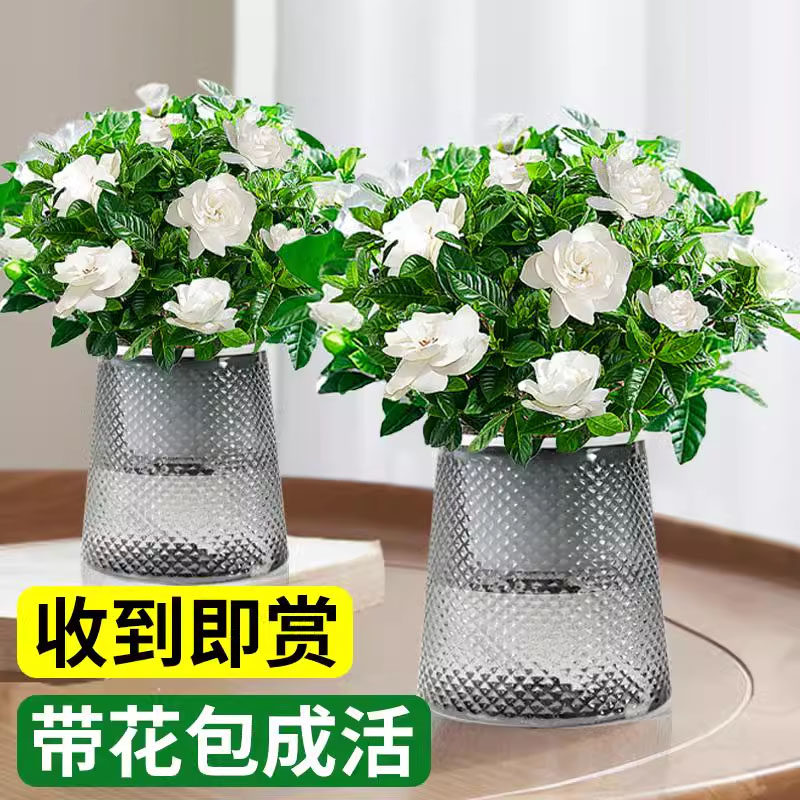 水培植物栀子花盆栽四季开花带花苞室内好养茉莉花卉九里香绿植物