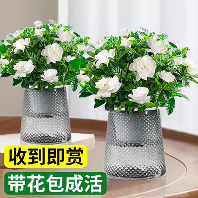 水培植物栀子花盆栽四季带花苞室内茉莉花卉九里香绿植物阳台芳香