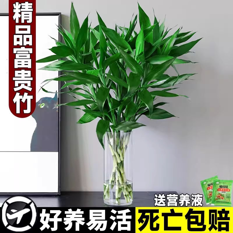 富贵竹水培植物观音竹室内水养发财树带根客厅旺宅绿植花卉萝盆栽